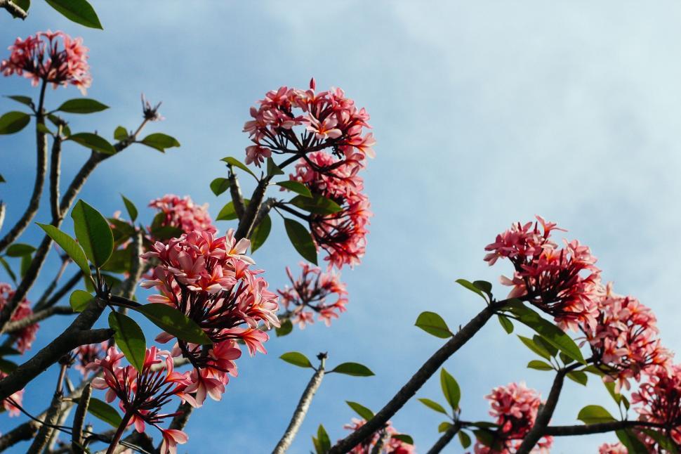 Free Image of Pink Flowers Blooming on Tree Branches 