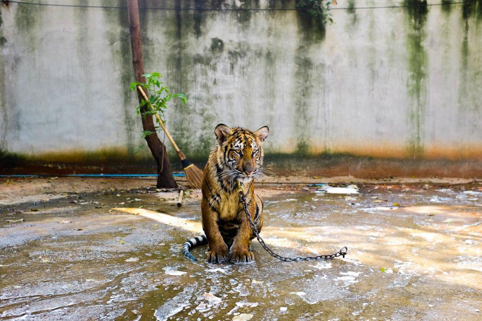 Free Image of Tiger Sitting in Pool of Water 