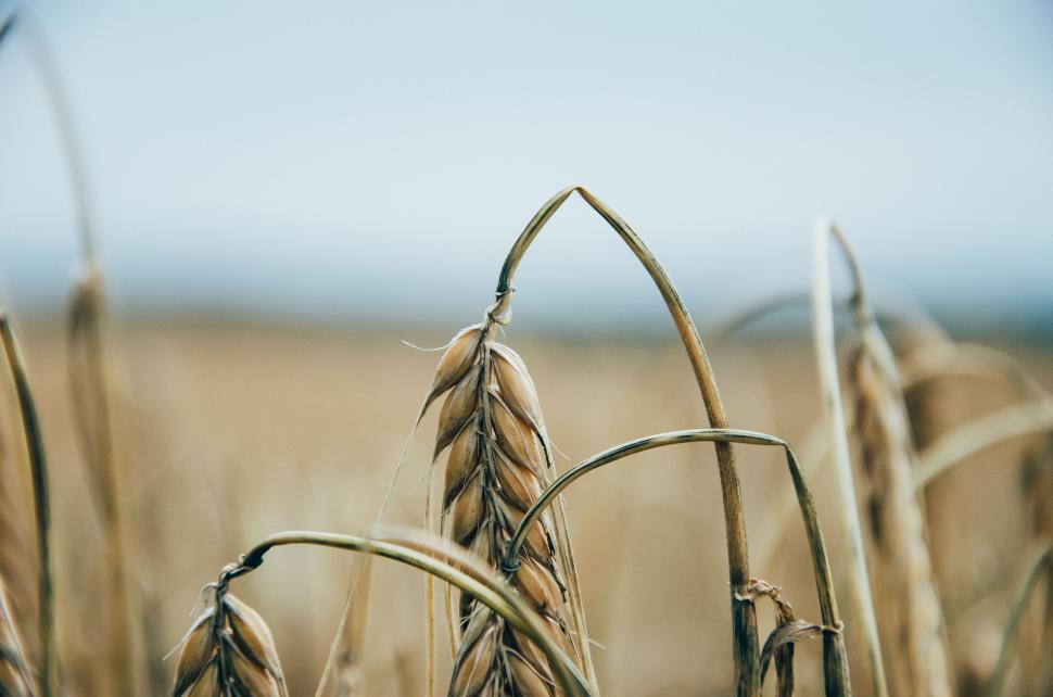 Free Image of Close Up of a Field of Wheat 