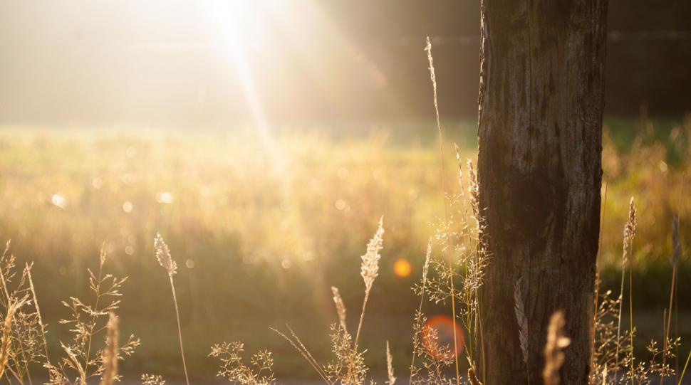 Free Image of Sun Shines Brightly Through Tall Grass 