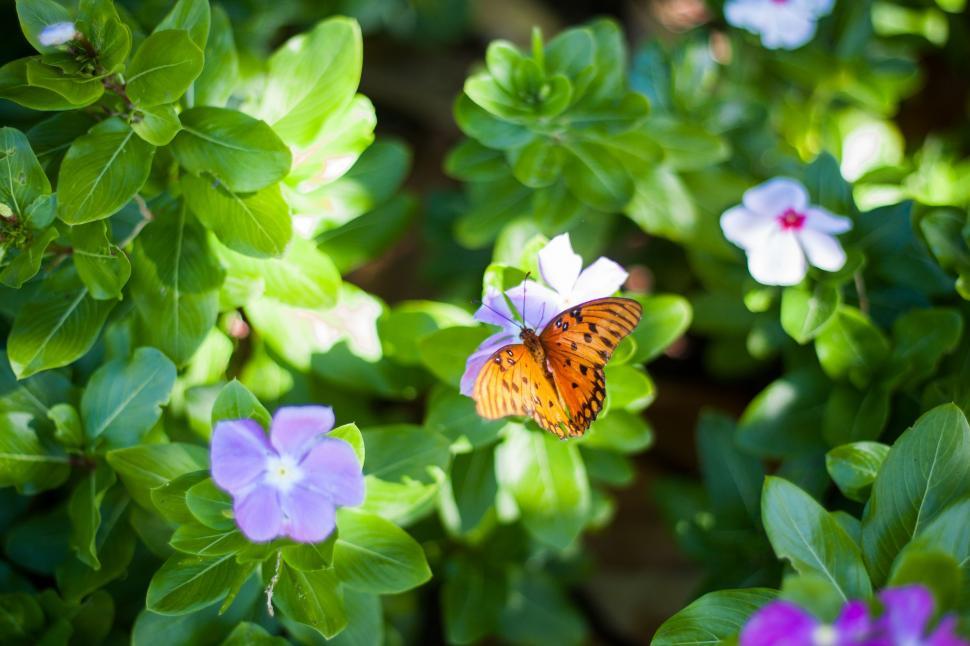 Free Image of Butterfly Perched on Purple and White Flowers 