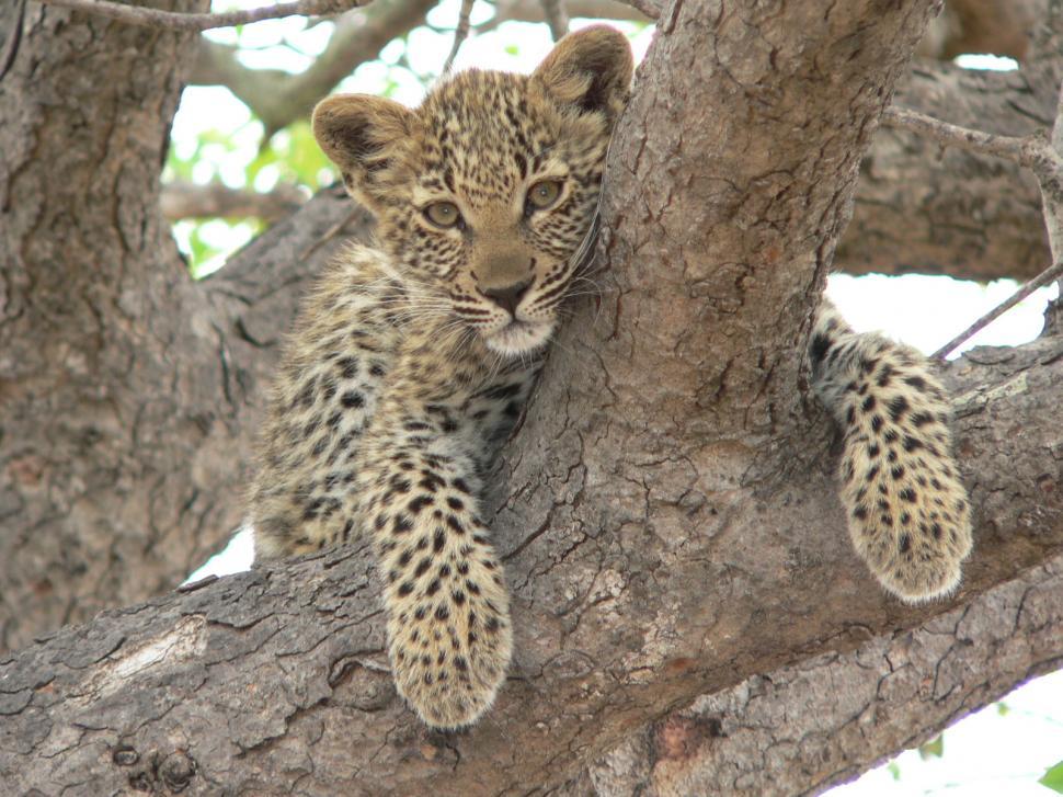 Free Image of Leopard cub 