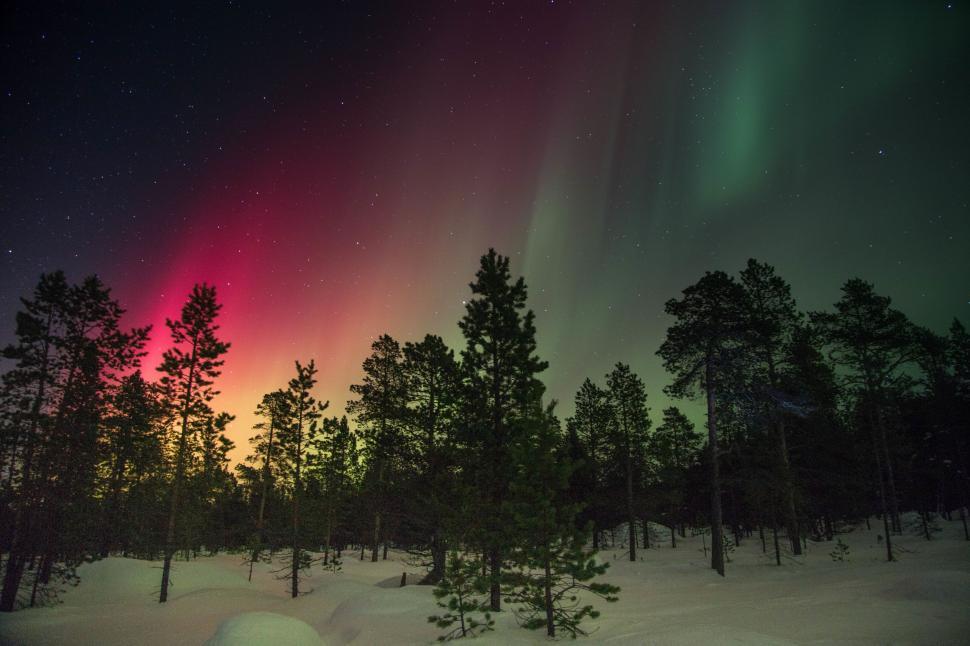 Free Image of Aurora Borealis Over Forest 