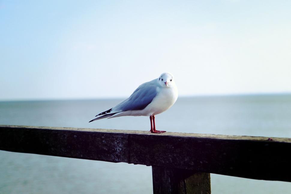 Free Image of Seagull Perched on Rail Near Water 