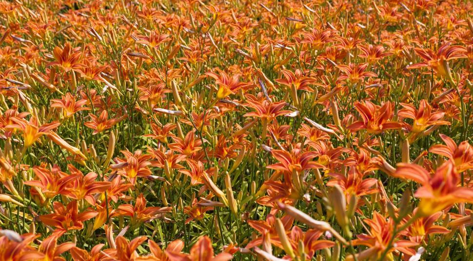 Free Image of Field of Orange Flowers and Green Grass 