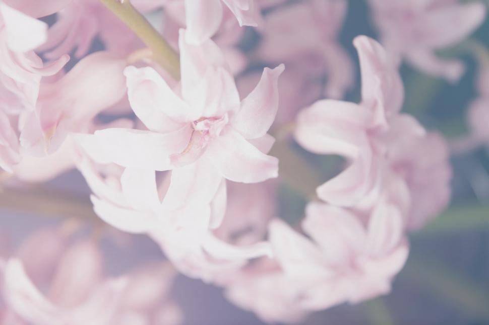 Free Image of Close Up of Pink Flowers 