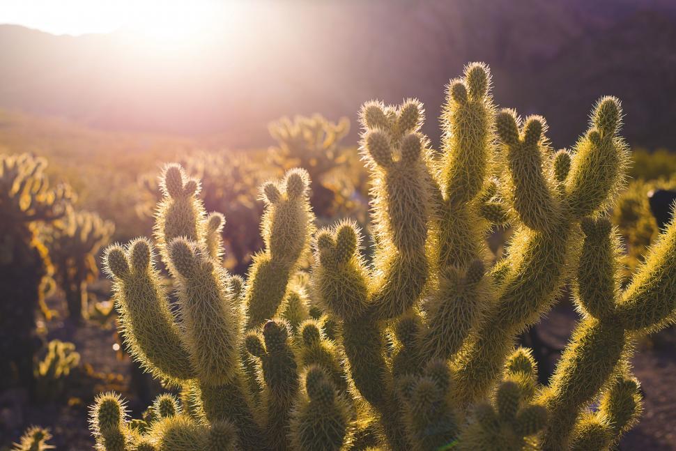 Free Image of Cactus Silhouetted Against Setting Sun in Desert 
