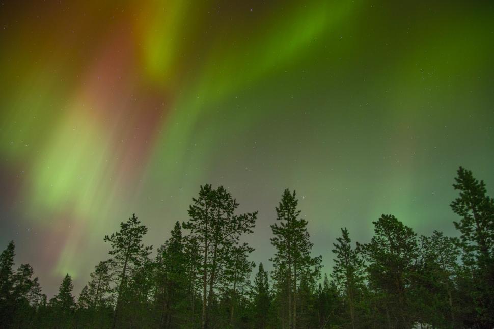 Free Image of Green and Yellow Aurora Borealis Dancing Over a Forest 