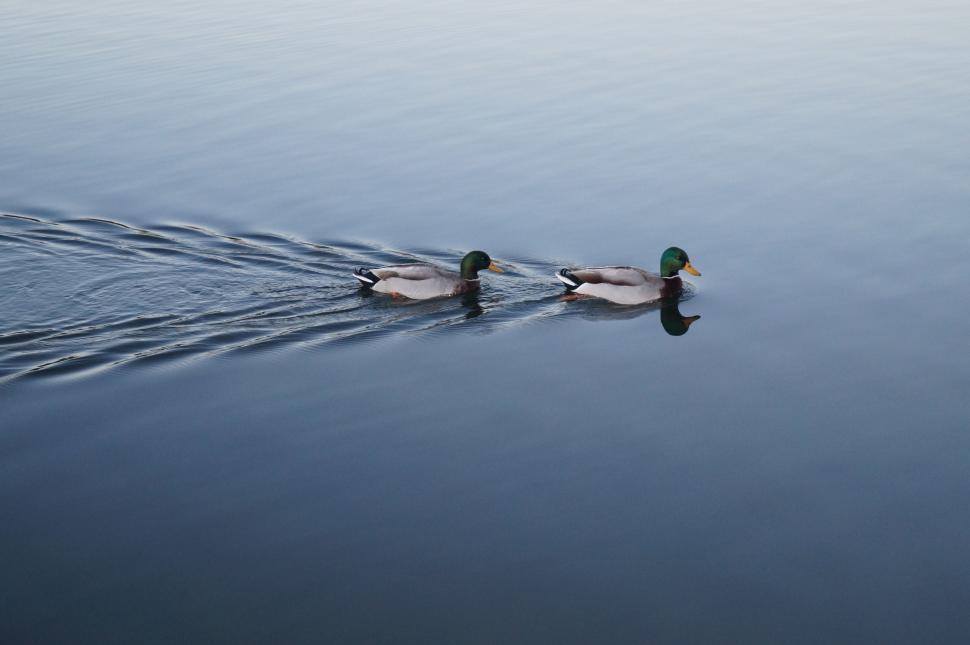 Free Image of Ducks Floating on a Lake 