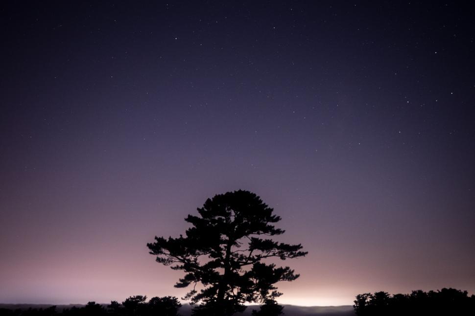 Free Image of Lone Tree Silhouetted Against Night Sky 