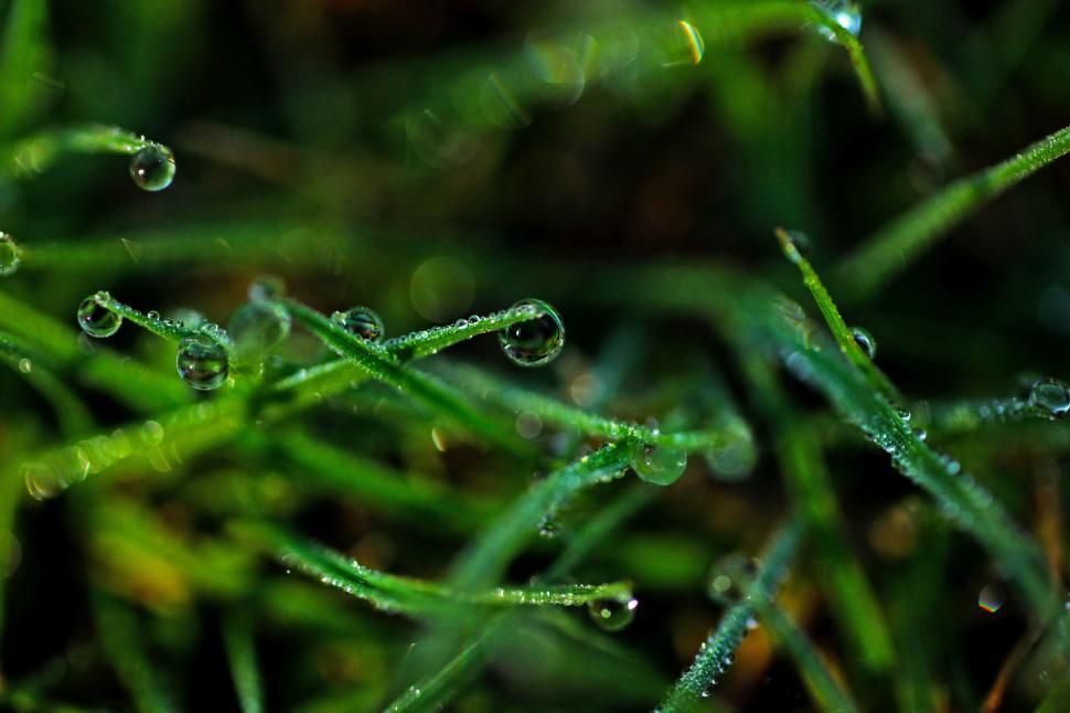 Free Image of Water Droplets on Grass Close Up 
