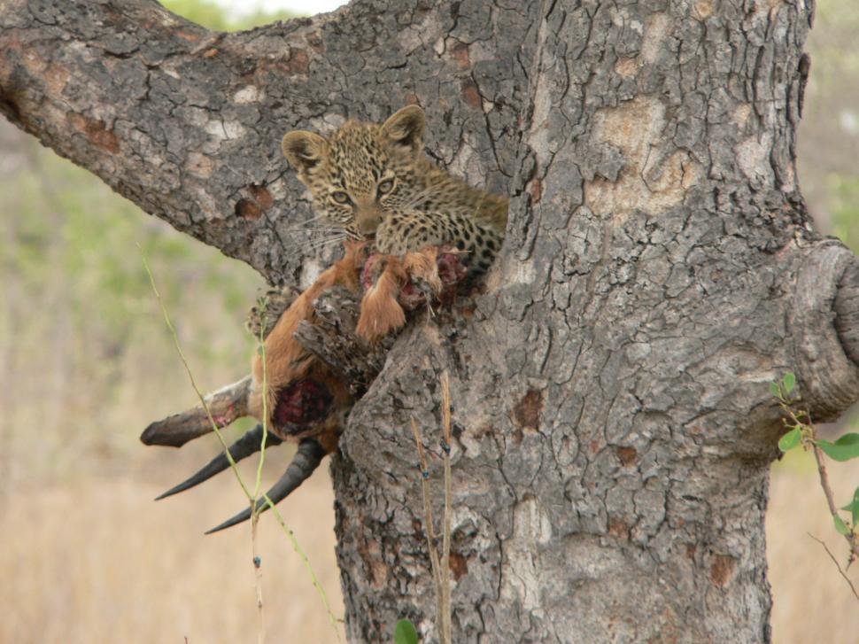 Free Image of Leopard cub with kill 