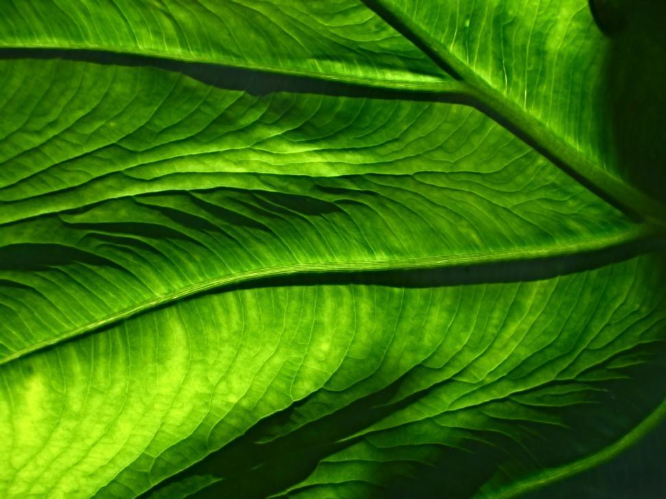 Free Image of Close Up of a Large Green Leaf 