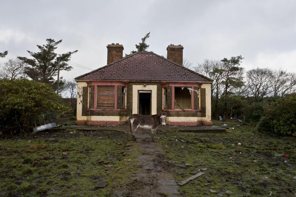 Free Image of Cow Standing in Front of a Dilapidated House 