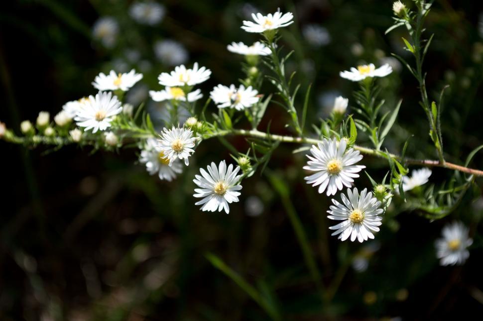 Free Image of Close-Up of White Flowers 