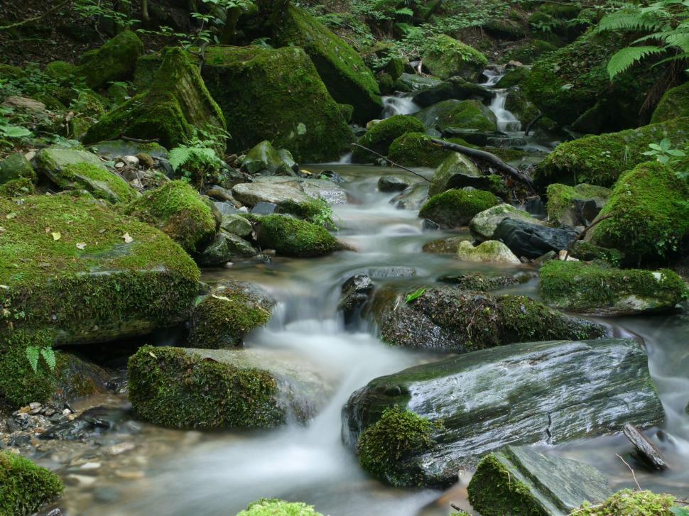 Free Image of Stream Flowing Through Lush Green Forest 