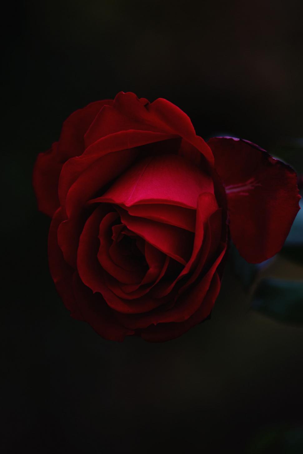 Free Image of Single Red Rose on Black Background 