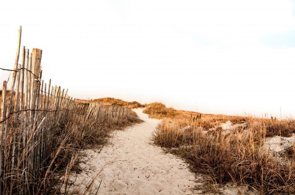 Free Image of Path Leading to Beach Through Tall Grass 