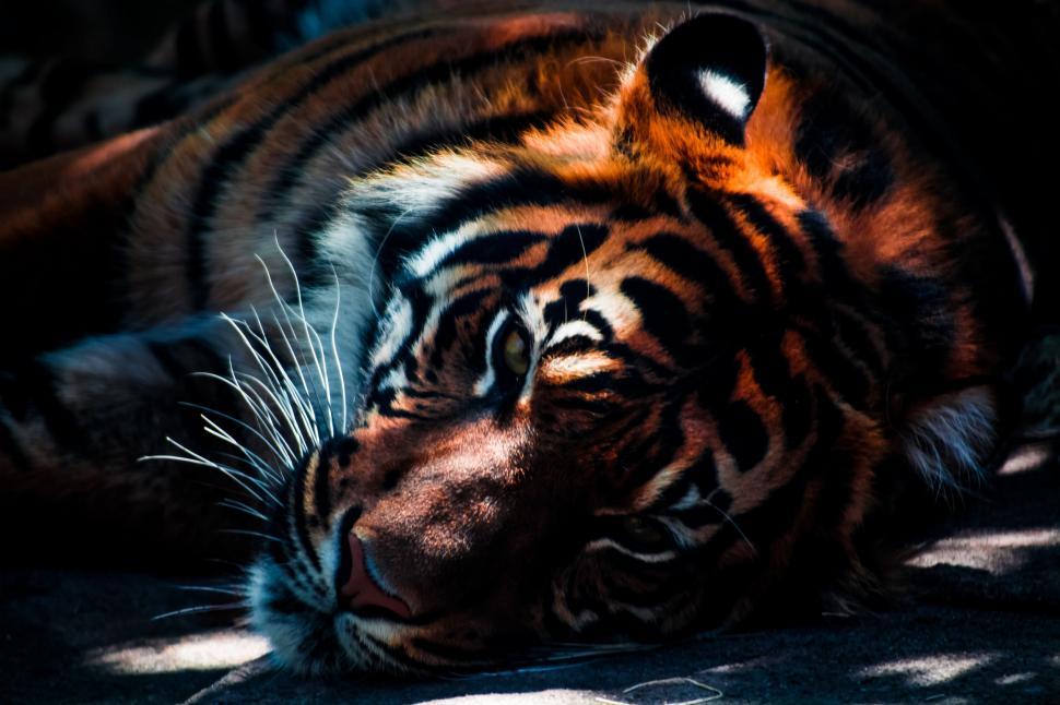 Free Image of Close Up of a Tiger Laying on the Ground 