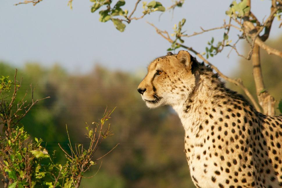 Free Image of Cheetah Sitting in Tree Observing Prey 