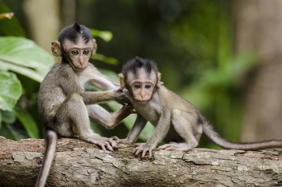 Free Image of Two Baby Monkeys Playing on a Tree Branch 