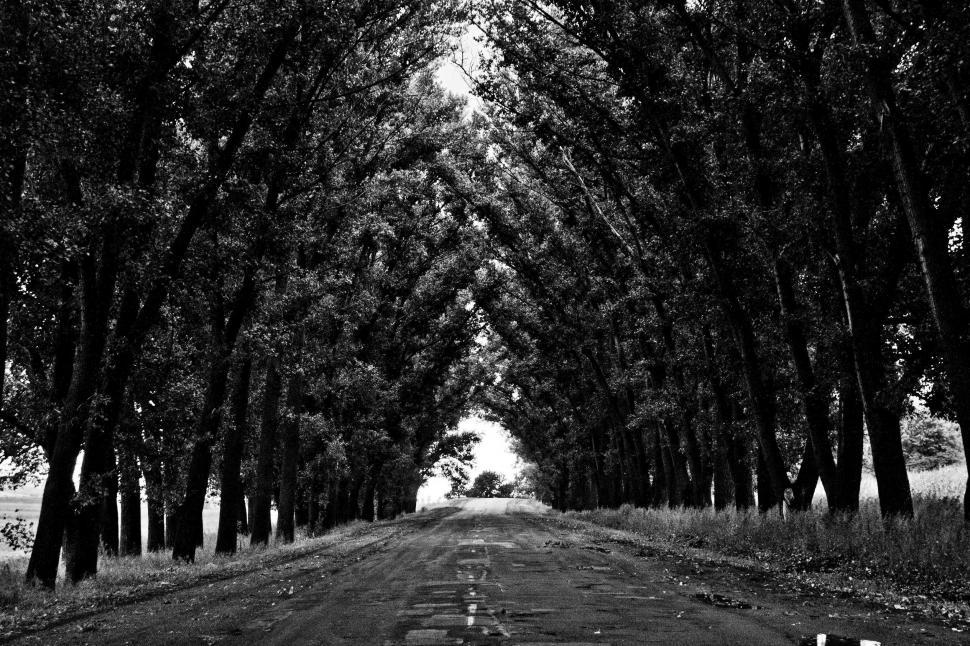 Free Image of Tree Lined Road in Black and White 
