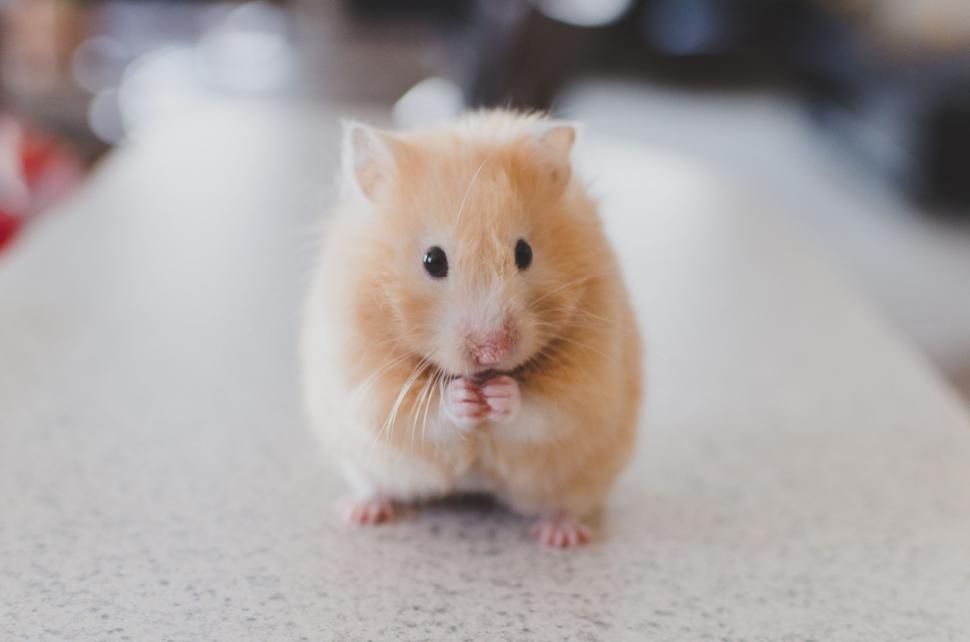Free Image of Brown and White Hamster Sitting on Top of a Table 