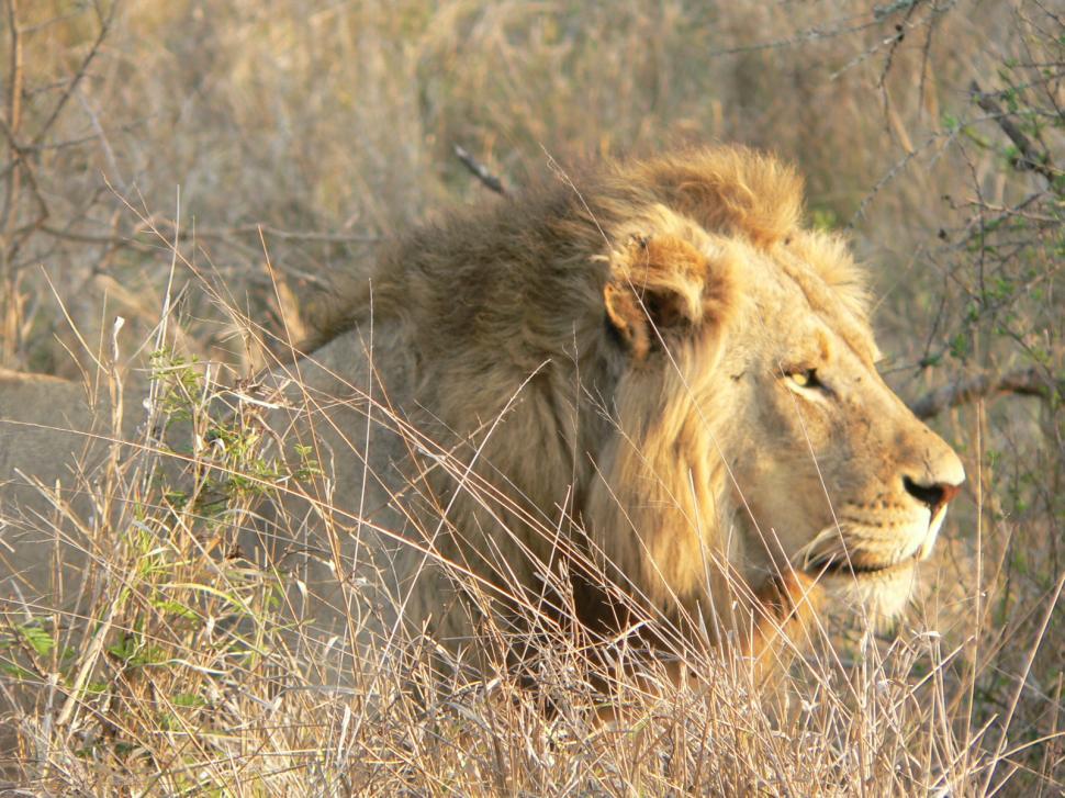 Free Image of Lion in South African Game Reserve 