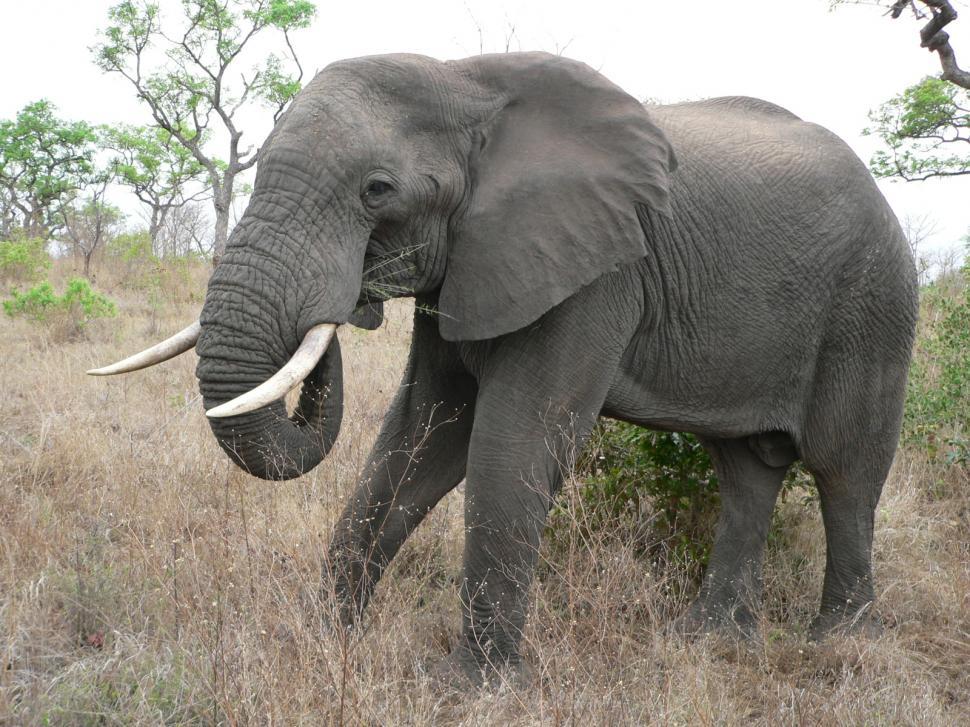 Free Image of Elephant in South African Game Reserve 