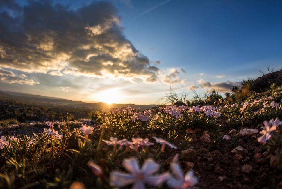 Free Image of Sun Setting Over Field of Wildflowers 