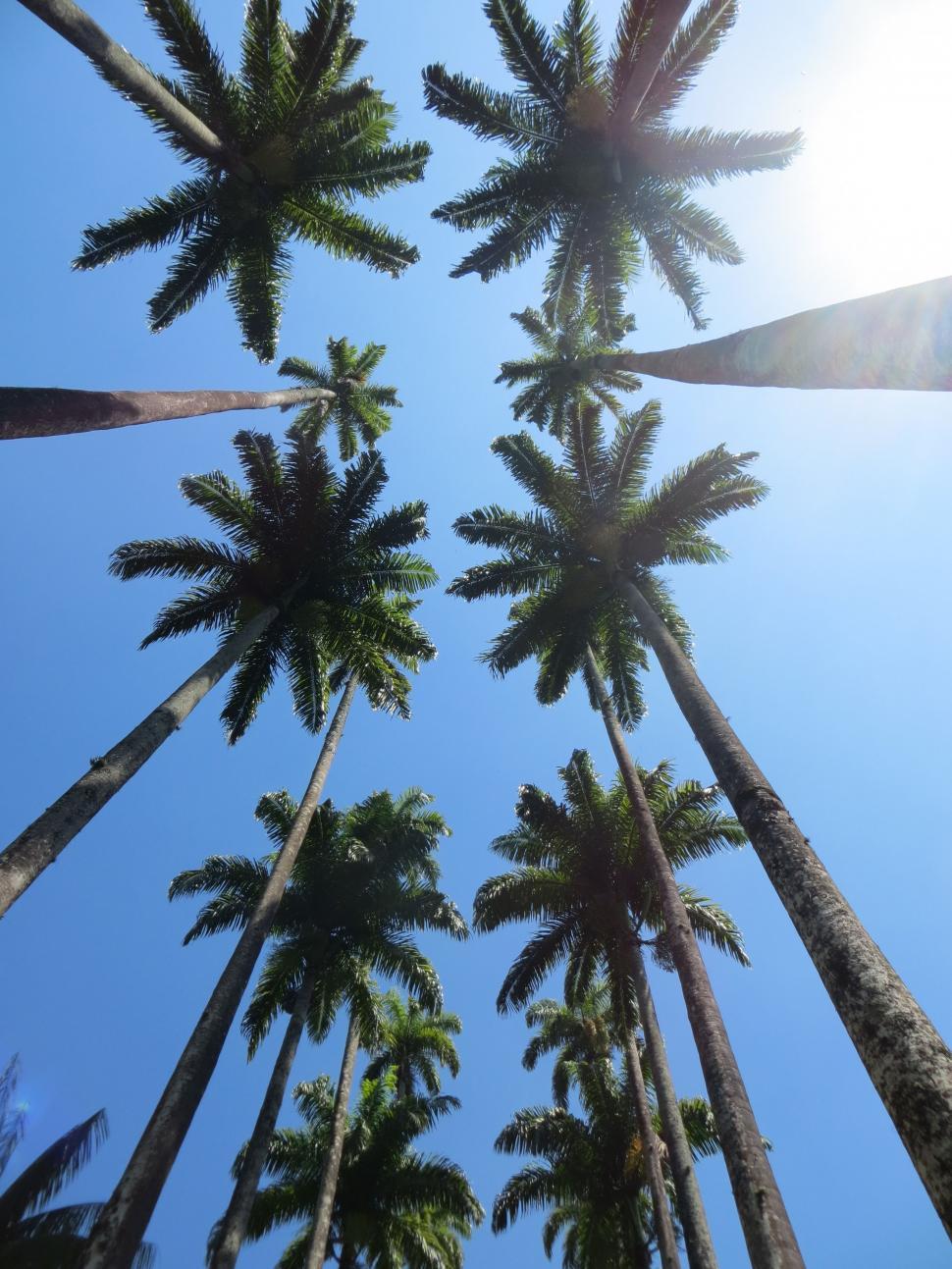Free Image of Group of Tall Palm Trees Reaching Skyward 