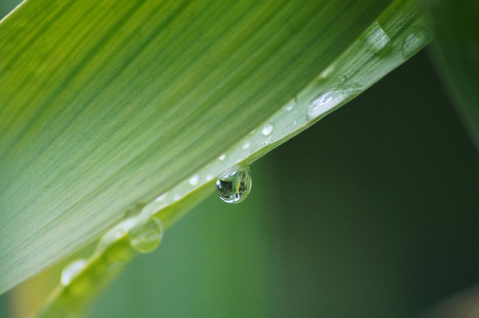 Free Image of Close Up of a Leaf With Water Drops 