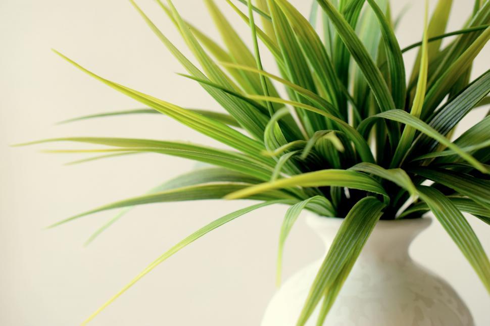 Free Image of White Vase With Green Plant 