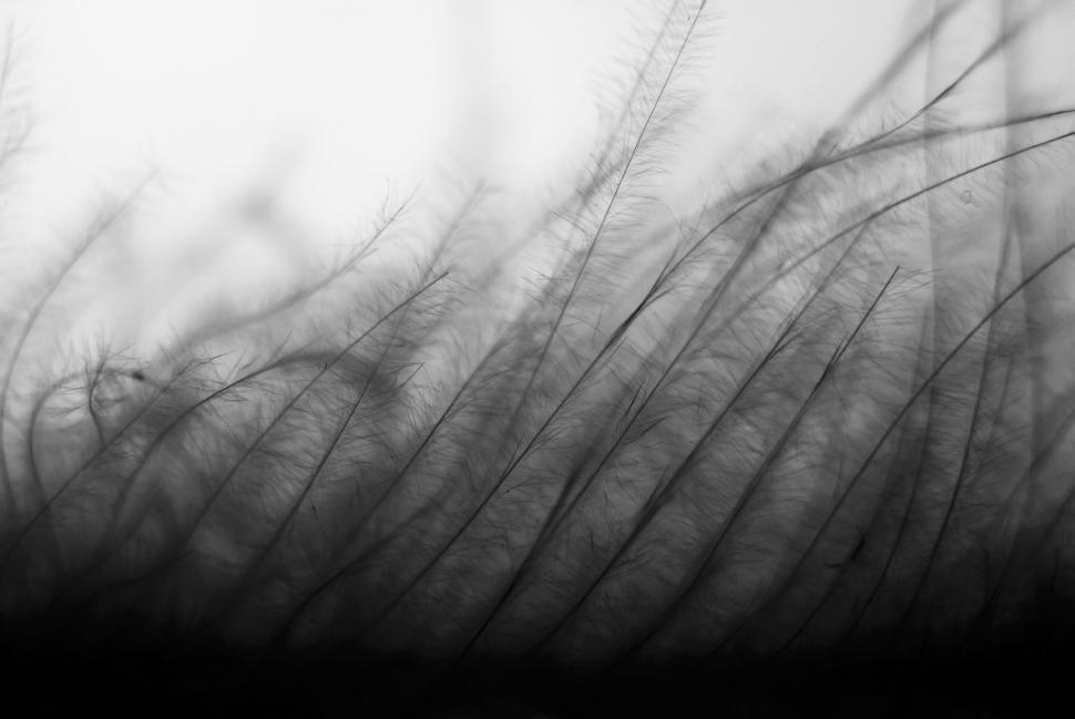 Free Image of Blowing Grass in Black and White 