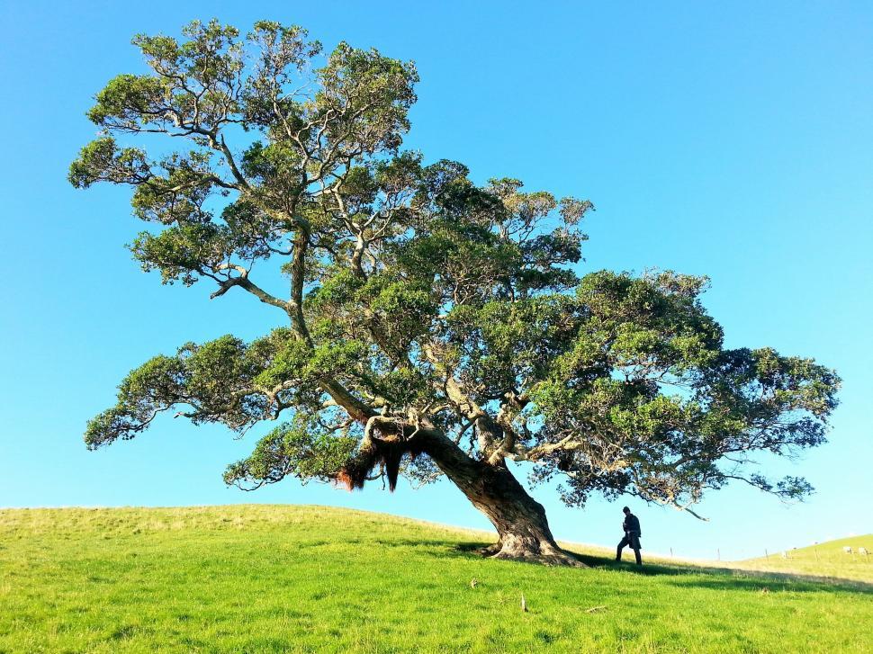 Free Image of Person Standing Under Large Tree on Hill 