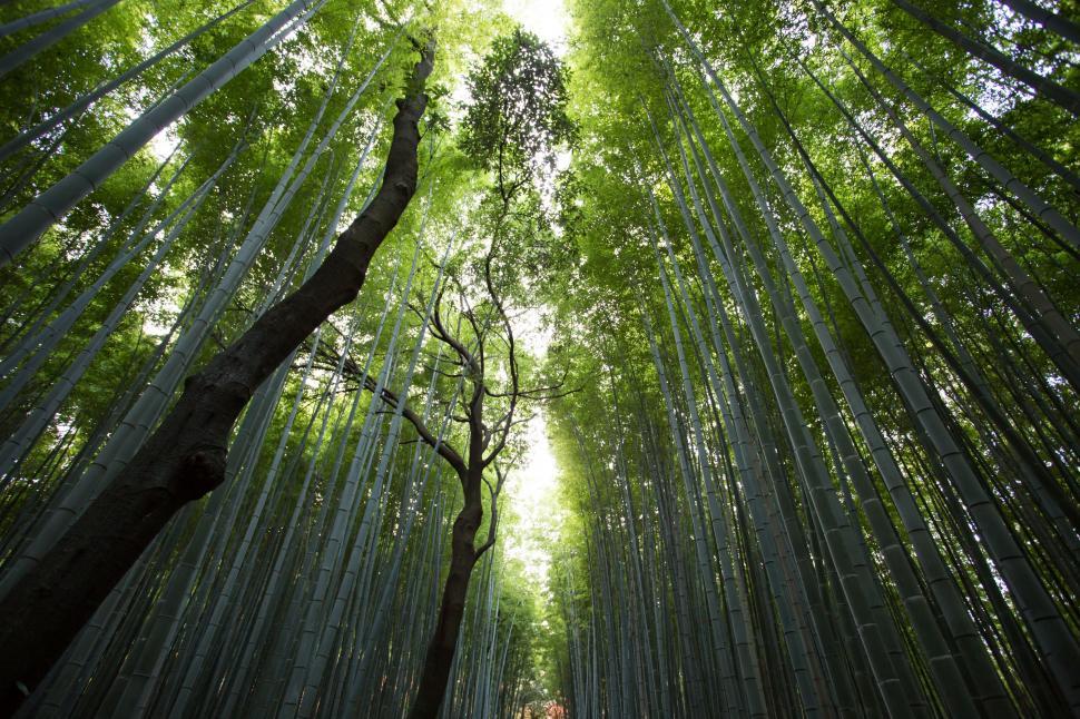 Free Image of Towering Bamboo Forest in Full Growth 