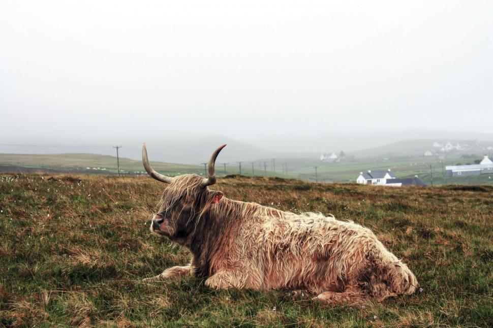 Free Image of Yak Resting in Grass Field With Mountain Backdrop 