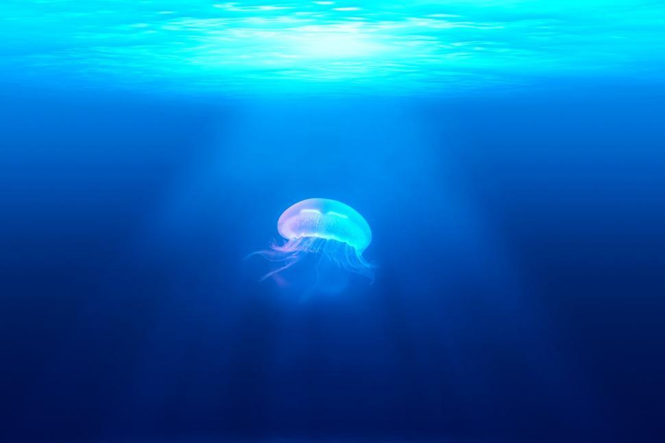 Free Image of A Jellyfish Swimming in the Blue Water 