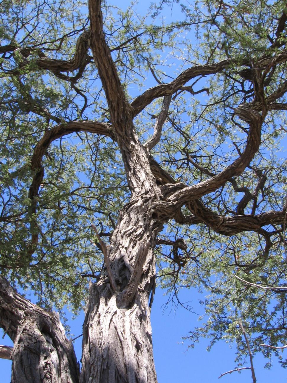 Free Image of Camel Thorn Tree 