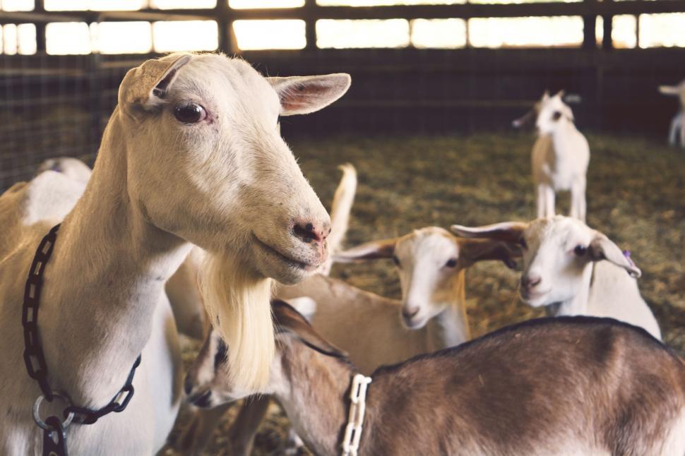 Free Image of Group of Goats Standing in Pen 