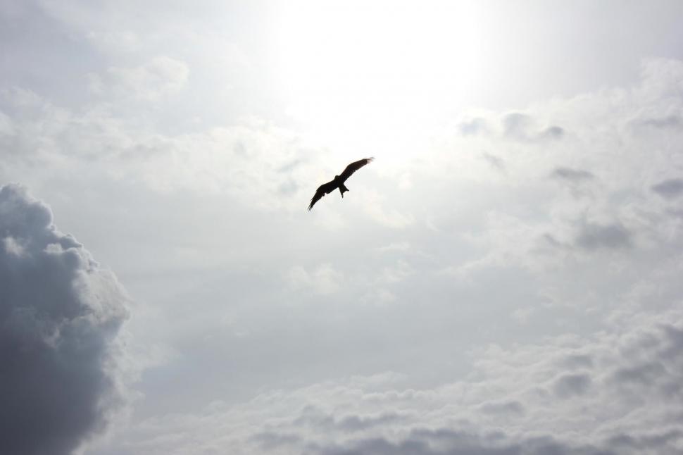 Free Image of Bird Flying in Sky on Cloudy Day 