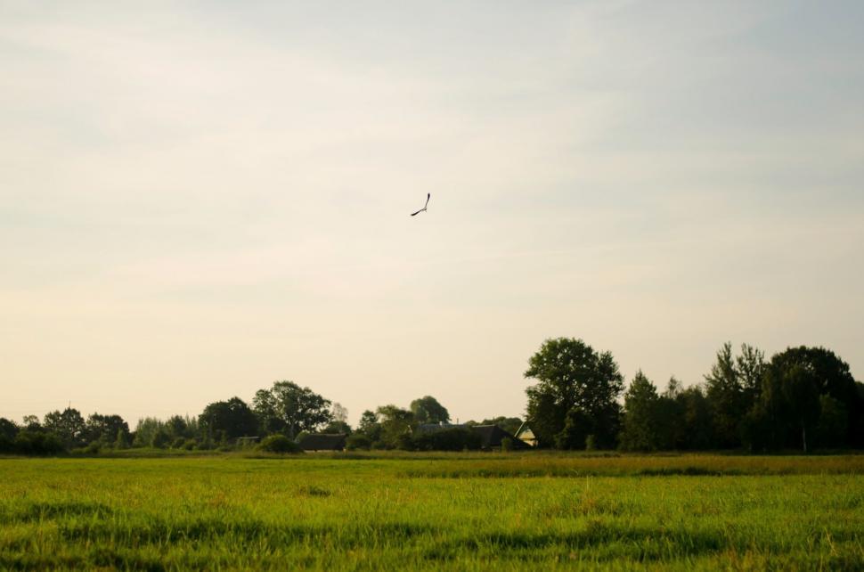 Free Image of Bird Flying Over Lush Green Field 