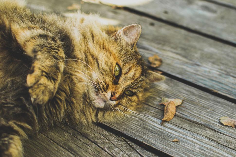 Free Image of Cat Laying on Wooden Bench 