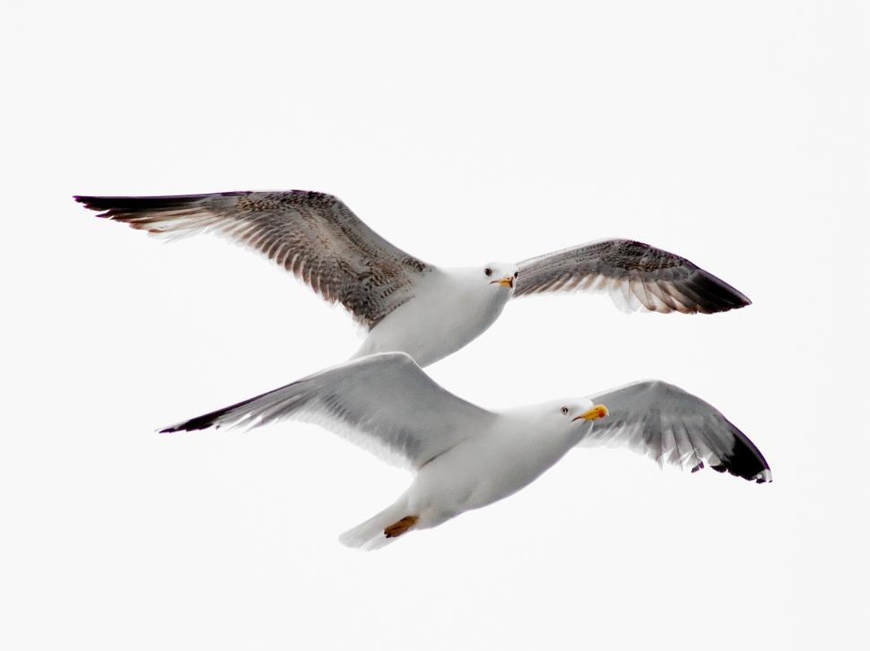 Free Image of Seagulls Formation flying 