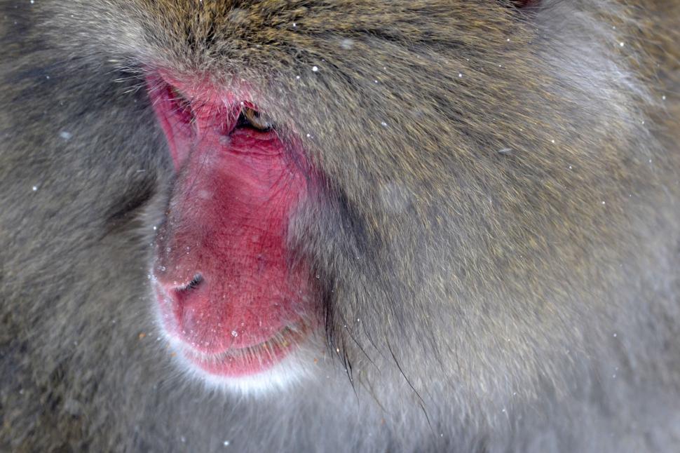 Free Image of monkey macaque primate baboon mammal 
