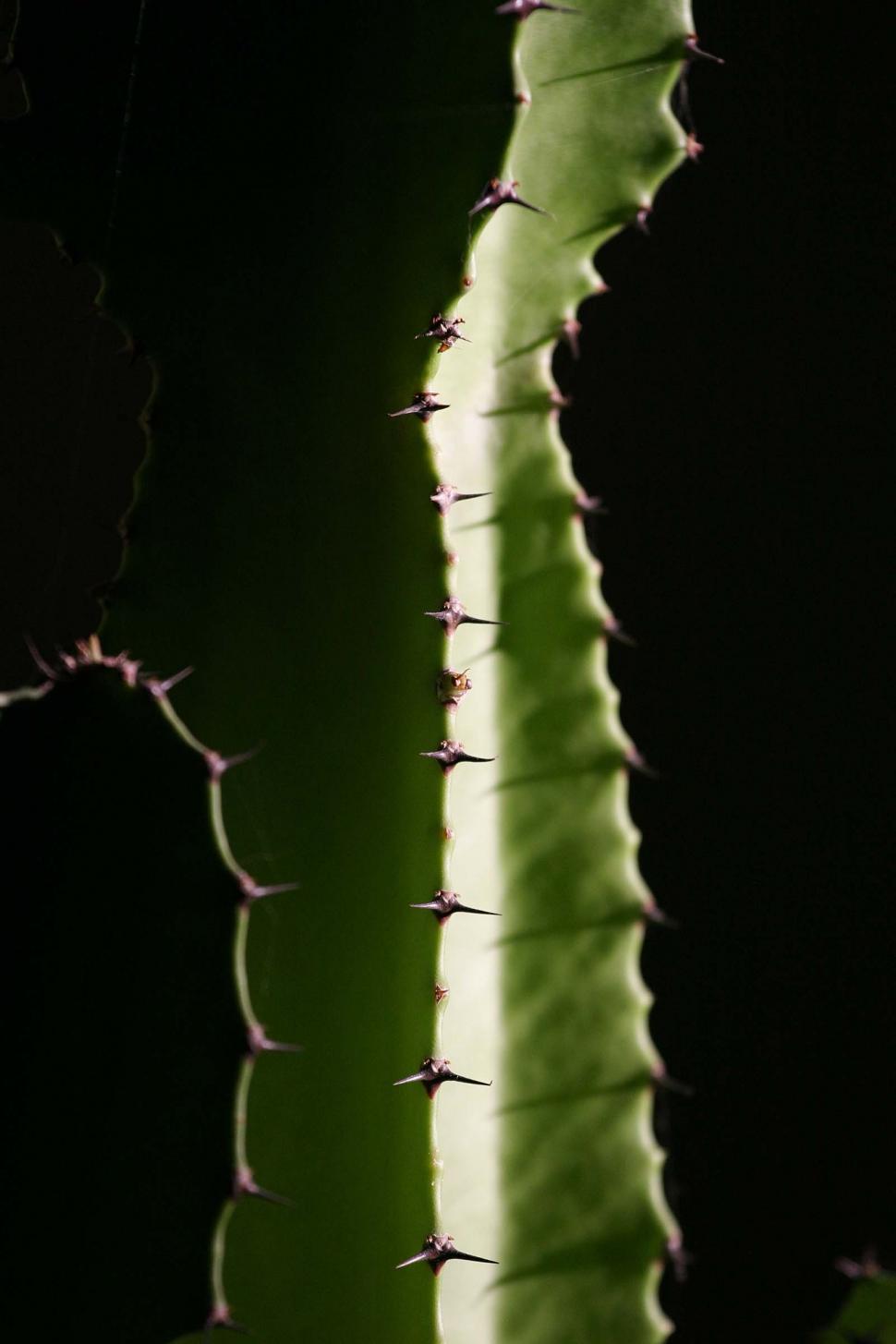 Free Image of Row of cactus spines 