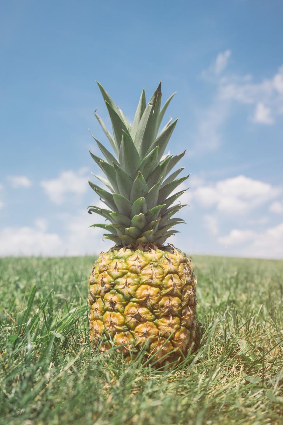 Free Image of Pineapple Perched on Lush Green Field 