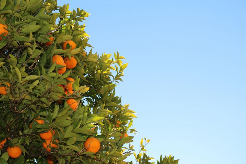 Free Image of Tree Filled With Oranges Under Blue Sky 