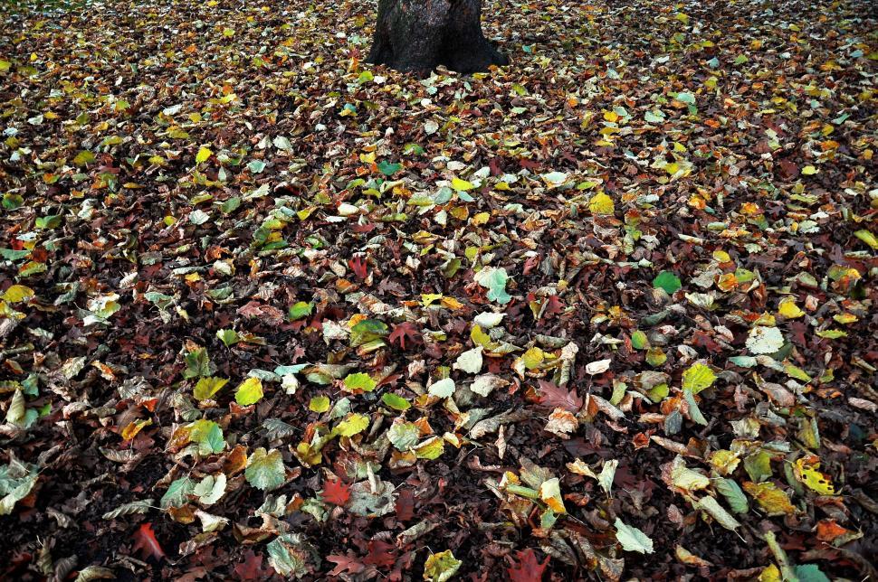 Free Image of Tree Standing Amidst Leaf-Covered Field 