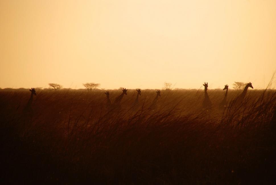 Free Image of Group of Giraffes Standing in a Field 